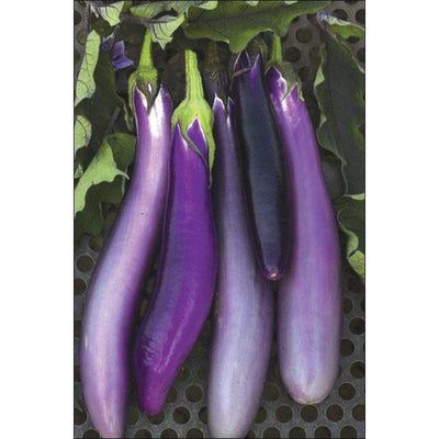Pingtung Long Eggplant (Heirloom 66 Days) - Vegetables