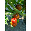 Pink Bumble Bee Tomato (Organic 70 days) - Vegetables