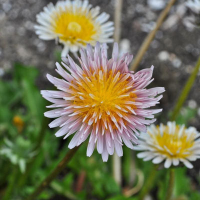 Pink Dandelion