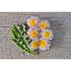 Pink Dandelion