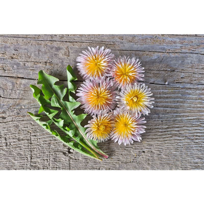 Pink Dandelion