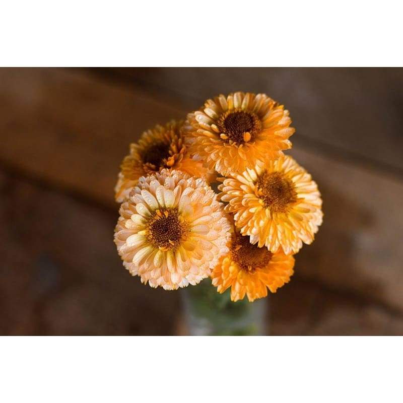 Pink Surprise Calendula - Flowers