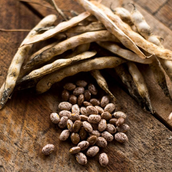 drying bean seeds for planting Pinto Bush Dried Bean (100 days)