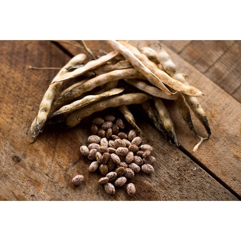 dry bean seeds for planting Pinto Bush Dried Bean (100 days)