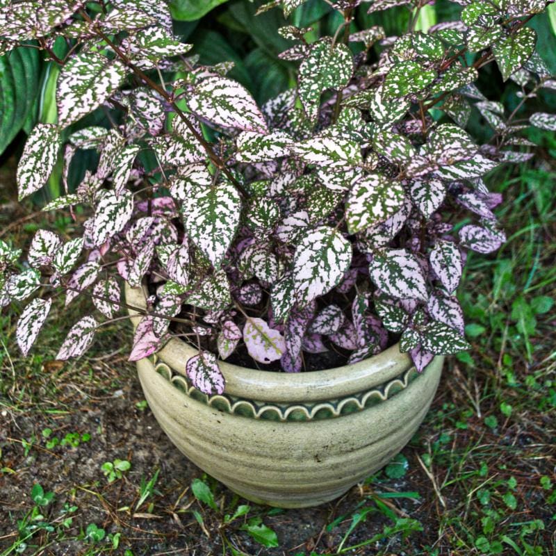 Polka Dot Plant Select Splash Pink