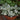 Polka Dot Plant Select Splash White