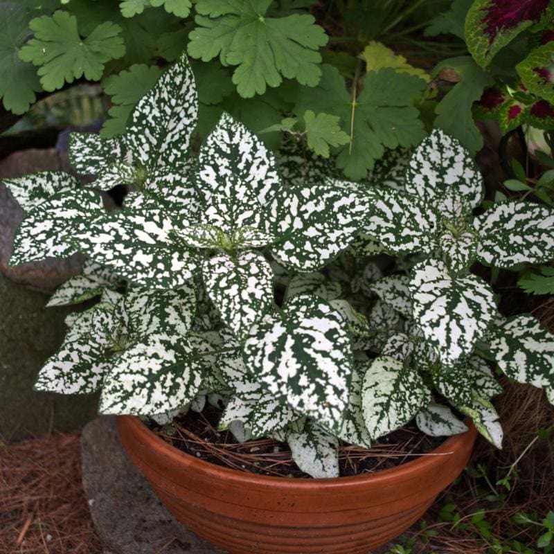 Polka Dot Plant Select Splash White