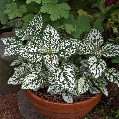 Polka Dot Plant Select Splash White