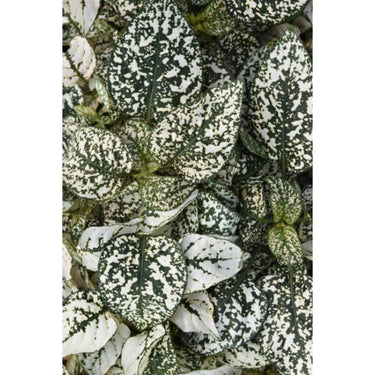 Polka Dot Plant Select Splash White