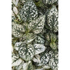 Polka Dot Plant Select Splash White