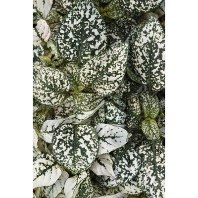 Polka Dot Plant Select Splash White