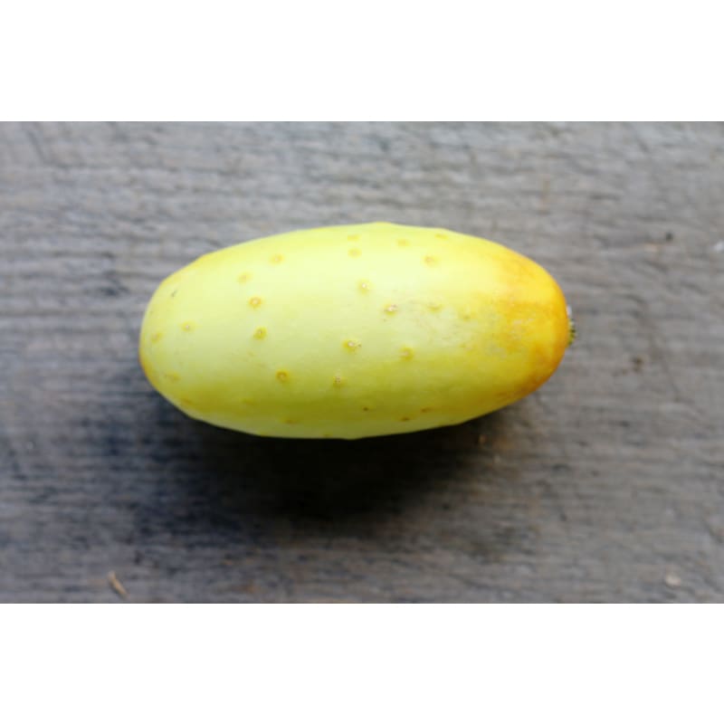 Poona Kheera Cucumber (Heirloom 53 Days) - Vegetables