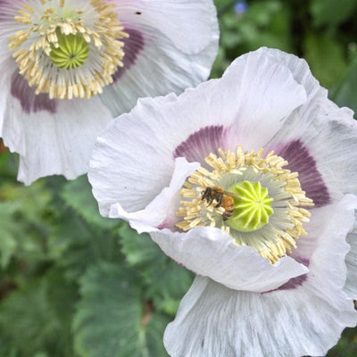 POPPY - BREADSEED PINETREE MIX - Flowers
