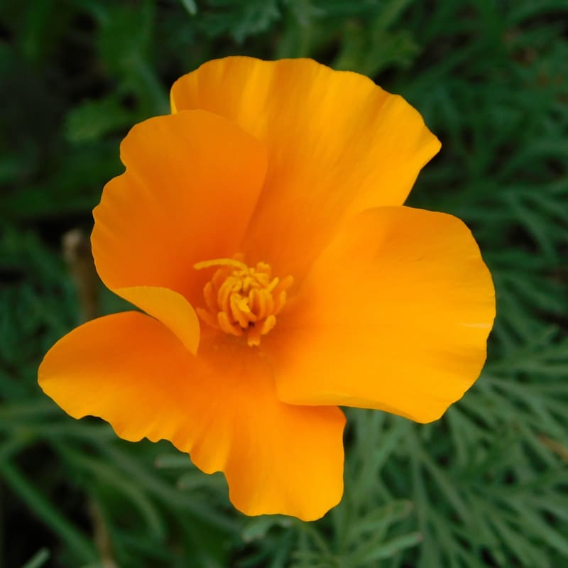 Poppy - California - Flowers