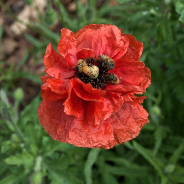 POPPY