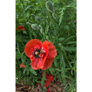 POPPY - FIELD - Flowers