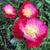 POPPY - SHIRLEY DOUBLE MIXED - Flowers