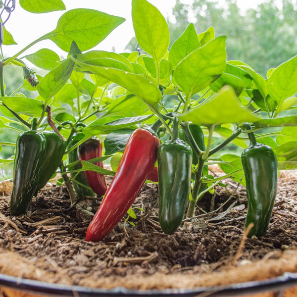 planting jalapenos in pots Pot-a-Peno Pepper (F1 Hybrid 45-60 Days) – Pinetree Garden Seeds