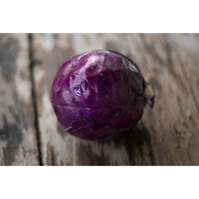 Primero Cabbage (F1 Hybrid 72 Days) - Vegetables