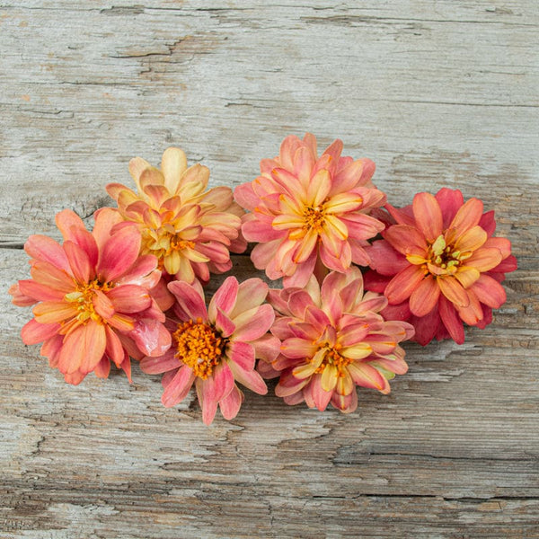 Profusion Double Deep Salmon Zinnia – Pinetree Garden Seeds