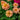 Profusion Double Deep Salmon Zinnia - Flowers