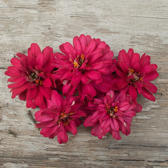 Profusion Double Hot Cherry Zinnia Garden Seeds