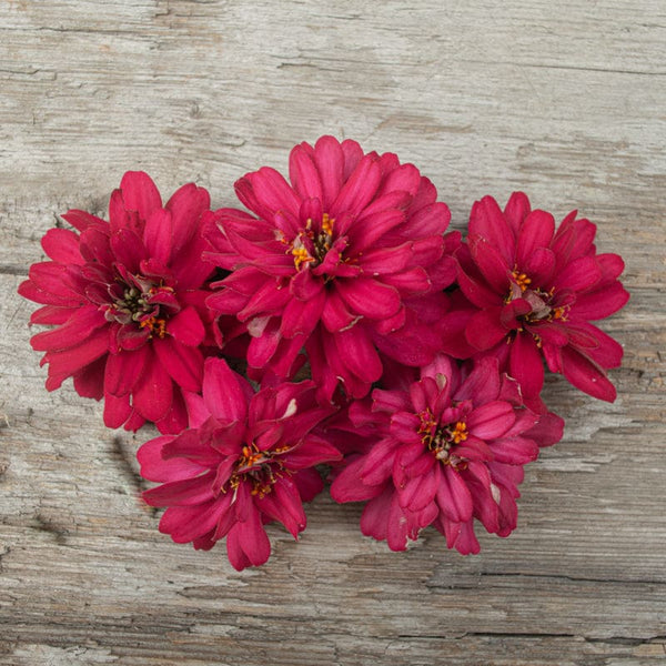 Profusion Cherry Bicolor Zinnia Seeds – 100+ Seeds – Compact Summer Bl – Jayme Garden