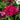 Profusion Double Hot Cherry Zinnia - Flowers