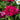 Profusion Double Hot Cherry Zinnia - Flowers