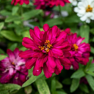 Profusion Double Hot Cherry Zinnia - Flowers