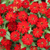 Profusion Double Red Zinnia - Flowers