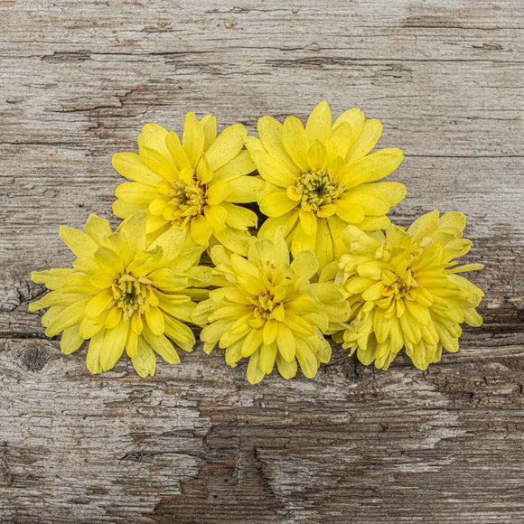 Profusion Double Yellow Zinnia Garden Seeds