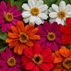 Profusion Mix Zinnia - Flowers