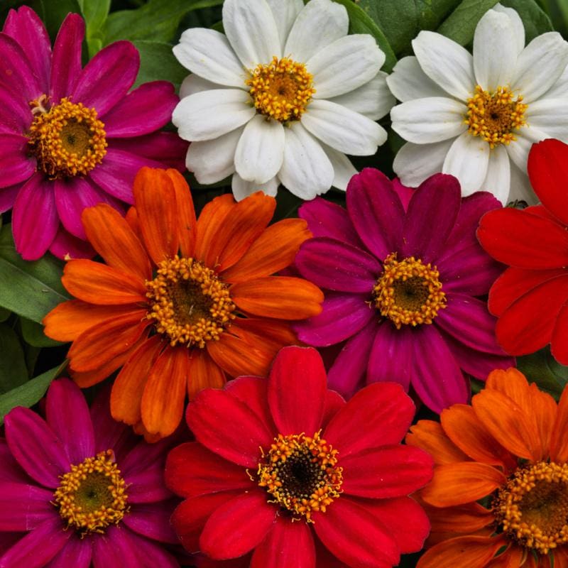 Profusion Mix Zinnia - Flowers