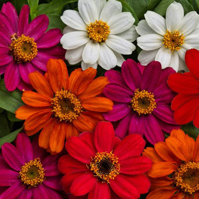 Profusion Mix Zinnia - Flowers