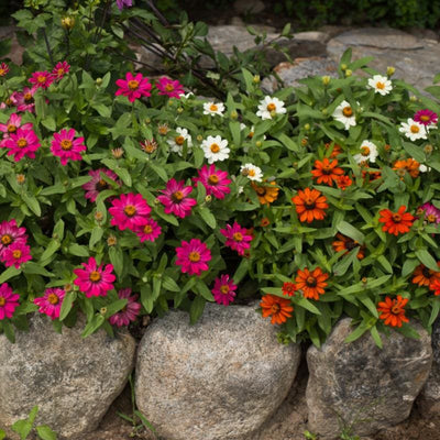 Profusion Mix Zinnia - Flowers