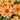 Profusion Single Apricot Zinnia - Flowers