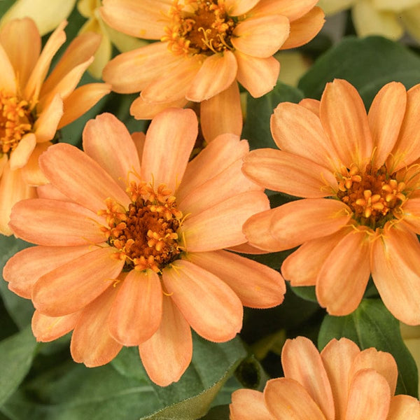 Profusion Single Apricot Zinnia – Pinetree Garden Seeds