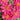 Profusion Single Cherry Zinnia - Flowers