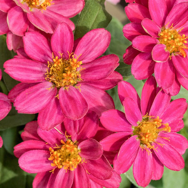 profusion-single-cherry-zinnia