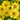 Profusion Single Lemon Zinnia - Flowers