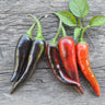 Purple Cayenne Pepper (70 Days) - Vegetables