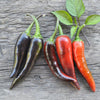 Purple Cayenne Pepper (70 Days) - Vegetables