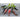 Purple Cayenne Pepper (70 Days) - Vegetables