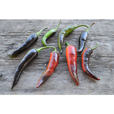 Purple Cayenne Pepper (70 Days) - Vegetables