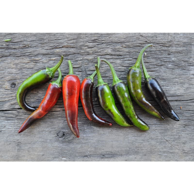 Purple Cayenne Pepper (70 Days) - Vegetables