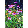 Echinacea - Purpurea - Flowers