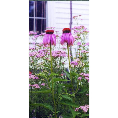 Echinacea - Purpurea - Flowers