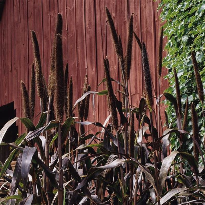 Red Millet Plant