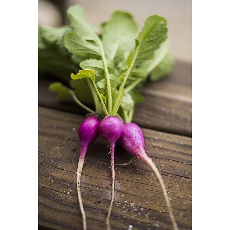 Violet Raddish Purple Radish